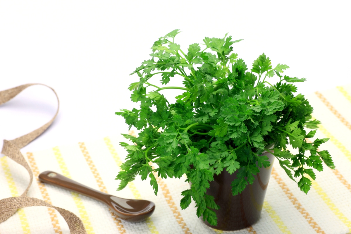Cerfoglio: proprietà, valori nutrizionali, benefici, modalità d'uso e controindicazioni 6 cerfoglio: coltivazione