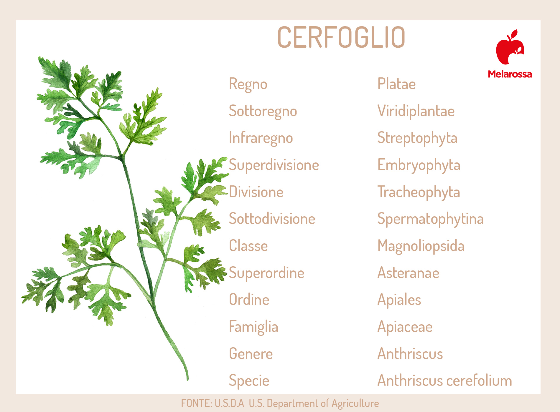 Cerfoglio: proprietà, valori nutrizionali, benefici, modalità d'uso e controindicazioni 5 cerfoglio: botanica