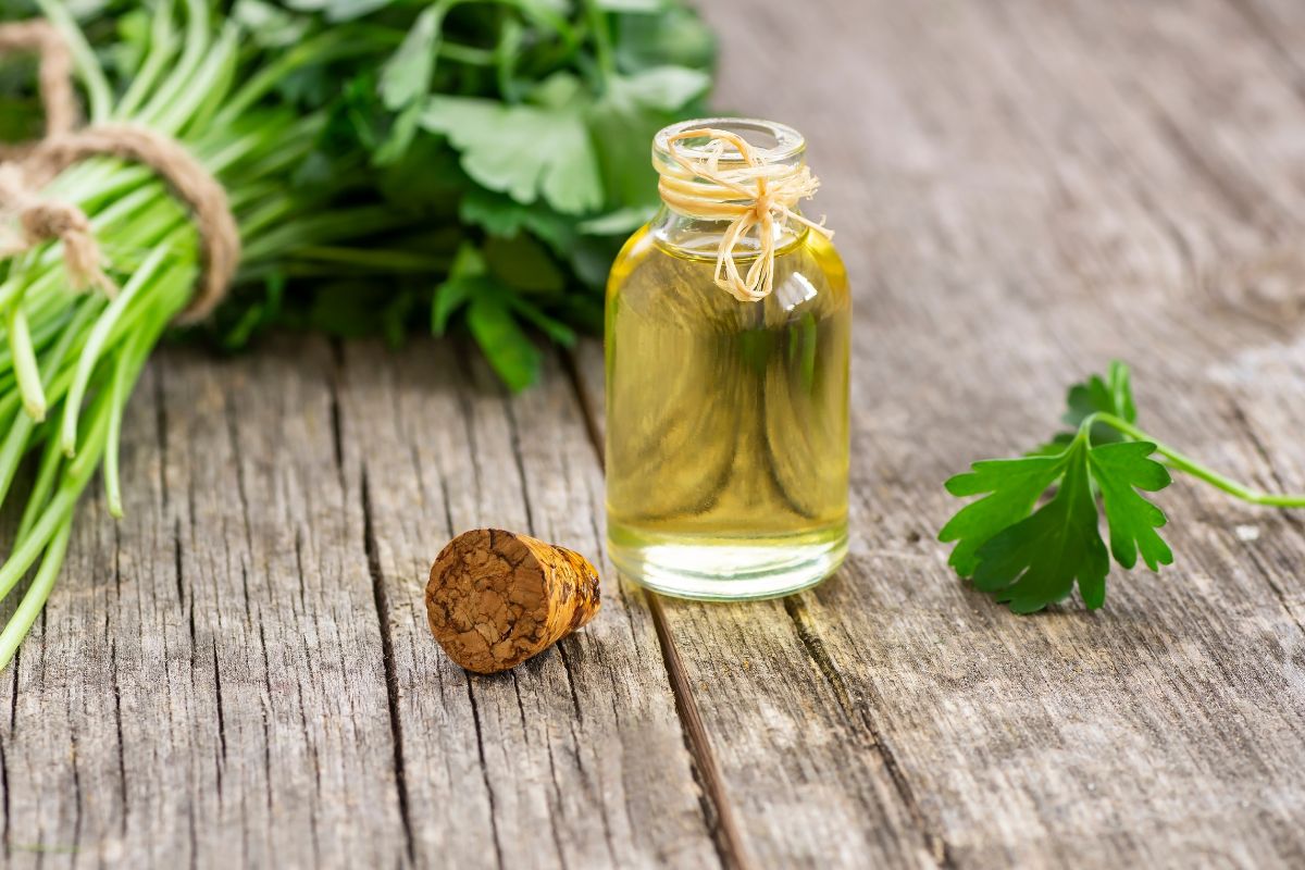 Prezzemolo: il re delle erbe aromatiche tra proprietà, benefici, controindicazioni e ricette 8 olio essenziale di prezzemolo