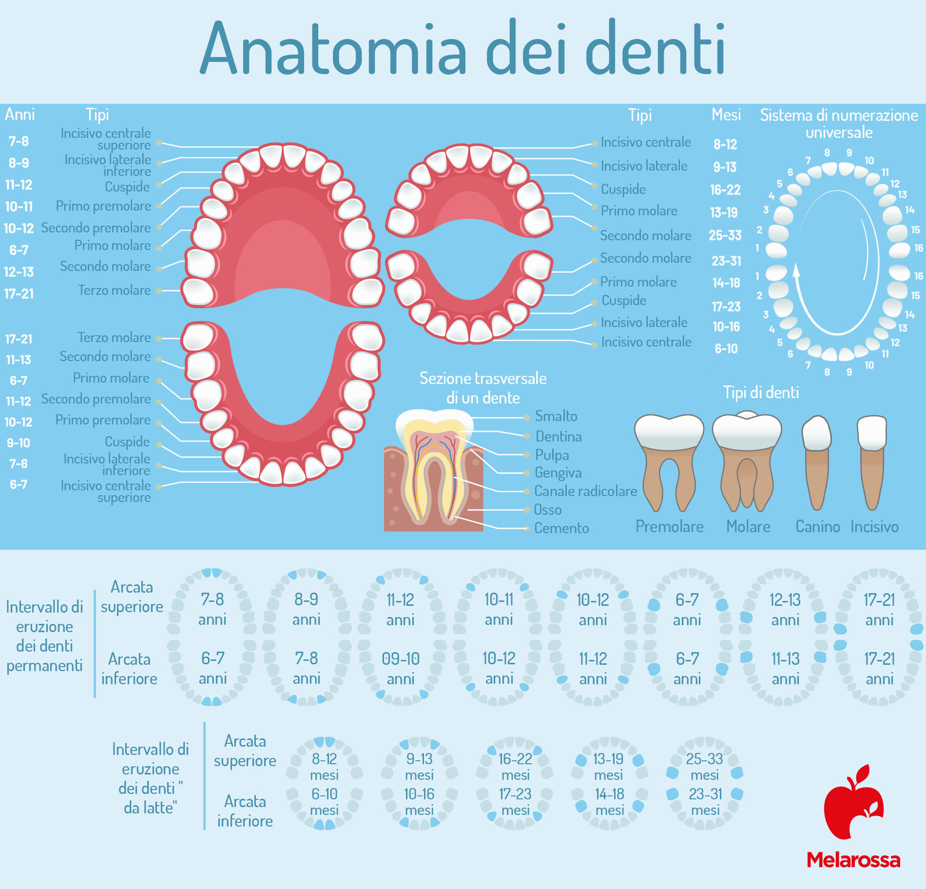 Denti: quali sono, a cosa servono, come sono fatti, principali patologie, sintomi e trattamenti 2 anatomia dei denti