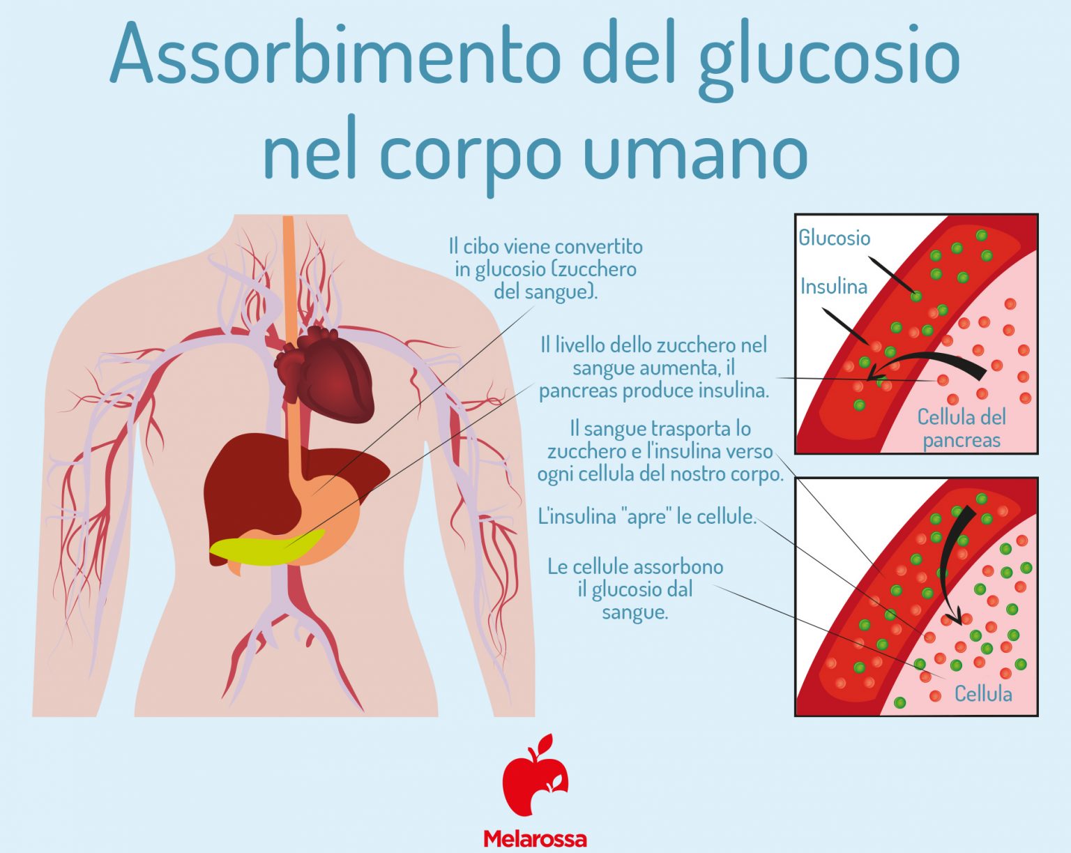Curva glicemica: come si svolge l'esame, valori normali e in gravidanza 1 Una grafica sulla curva glicemica