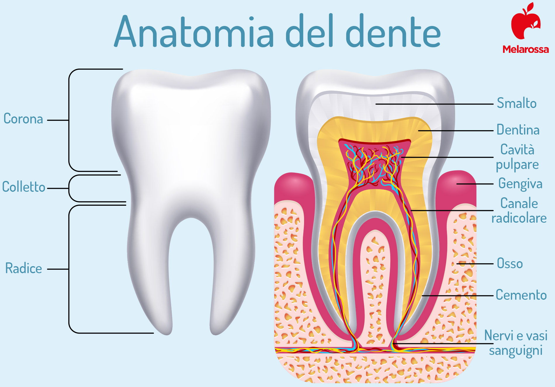 Denti: quali sono, a cosa servono, come sono fatti, principali patologie, sintomi e trattamenti 1 denti come sono fatti