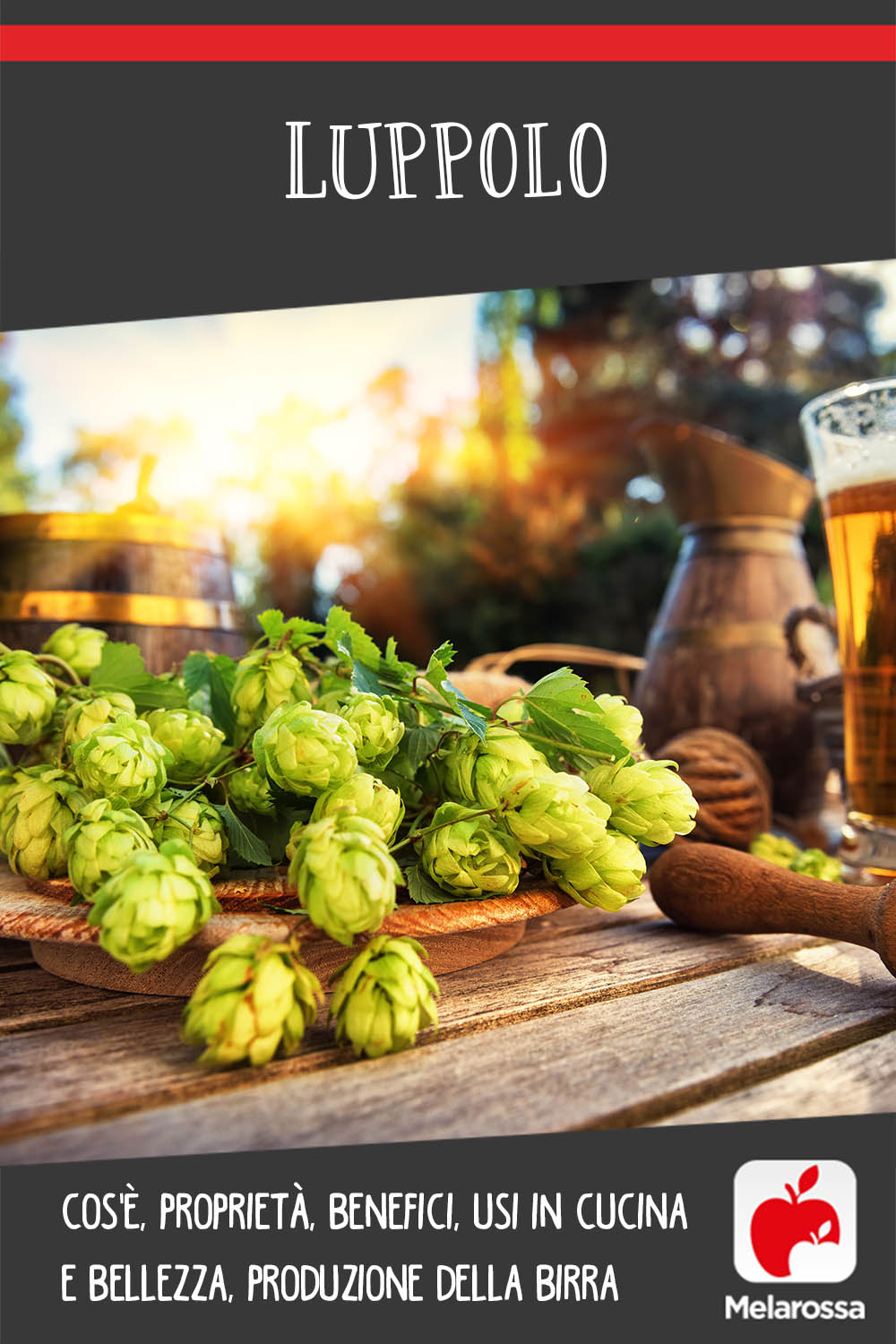 Luppolo: cos'è, proprietà, benefici, usi in cucina e bellezza, produzione della birra 8 luppolo