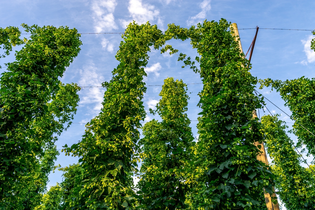 Luppolo: cos'è, proprietà, benefici, usi in cucina e bellezza, produzione della birra 7 luppolo:coltivazione