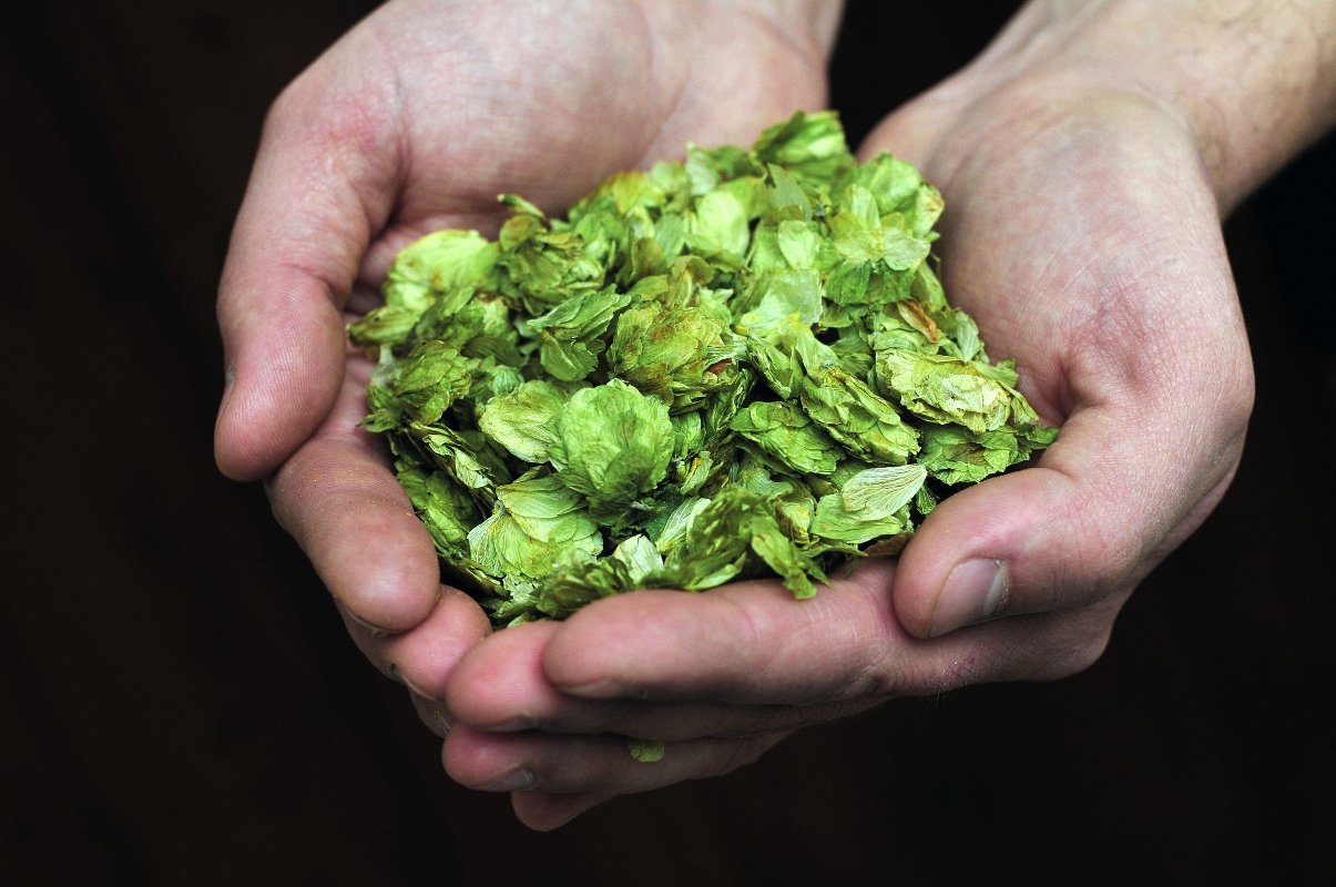 Luppolo: cos'è, proprietà, benefici, usi in cucina e bellezza, produzione della birra 3 luppolo: usi