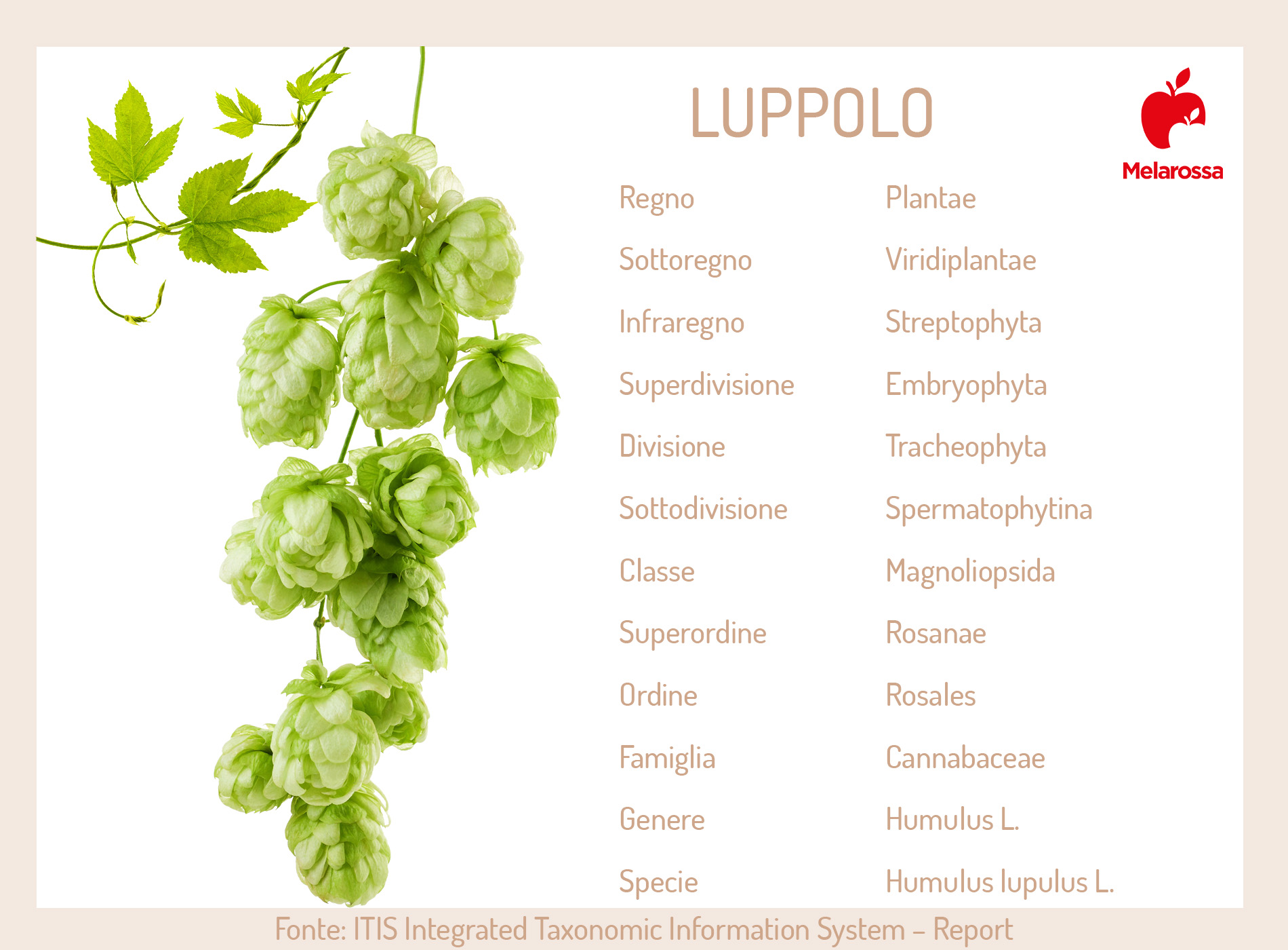 Luppolo: cos'è, proprietà, benefici, usi in cucina e bellezza, produzione della birra 1 luppolo: pianta
