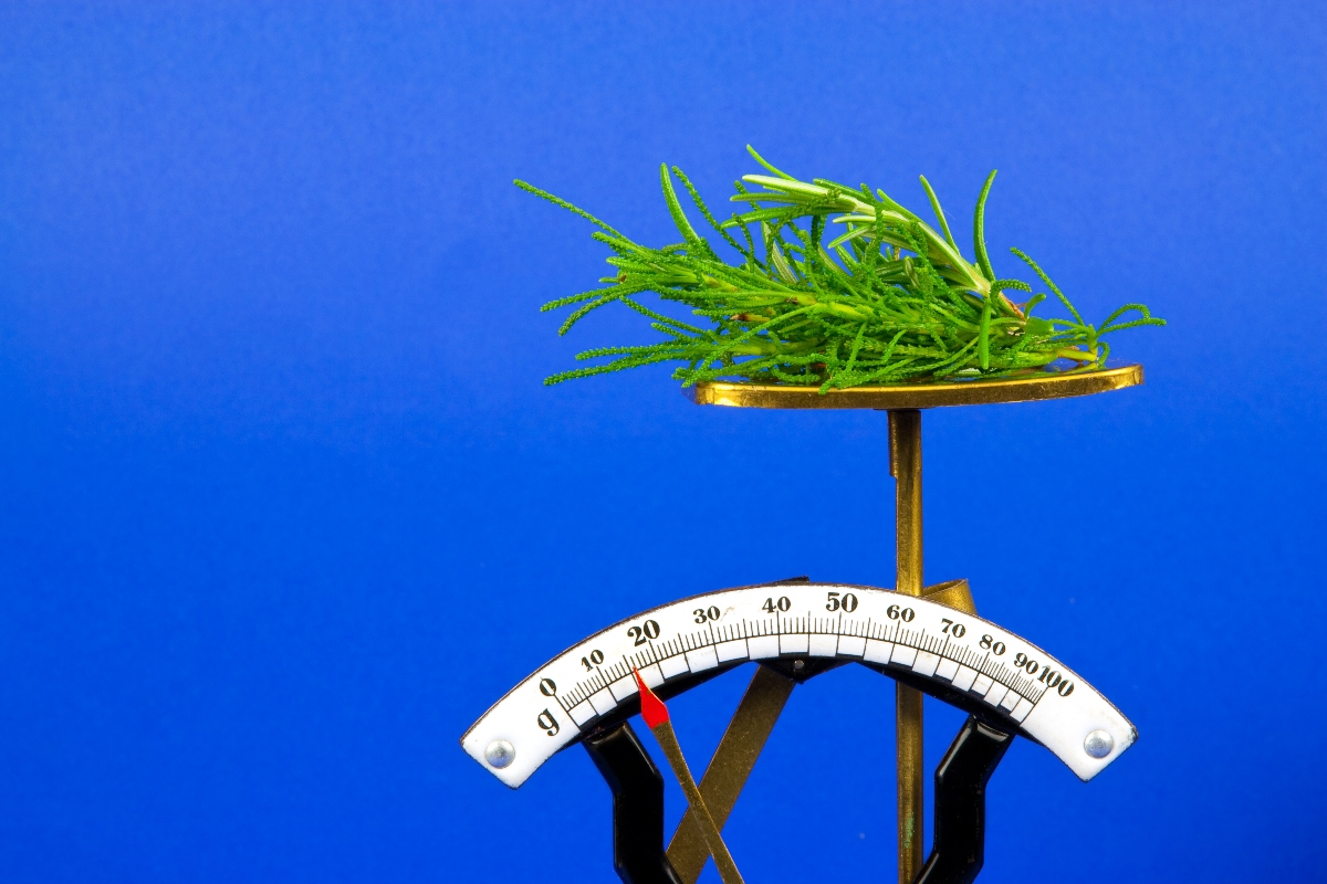 Santolina o crespolina: proprietà, benefici, coltivazione e usi culinari, controindicazioni 6 santolina: controindicazioni