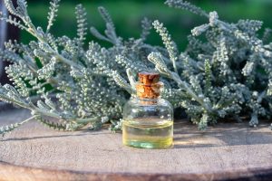 Santolina o crespolina: propriet&agrave;, benefici, coltivazione e usi culinari, controindicazioni
