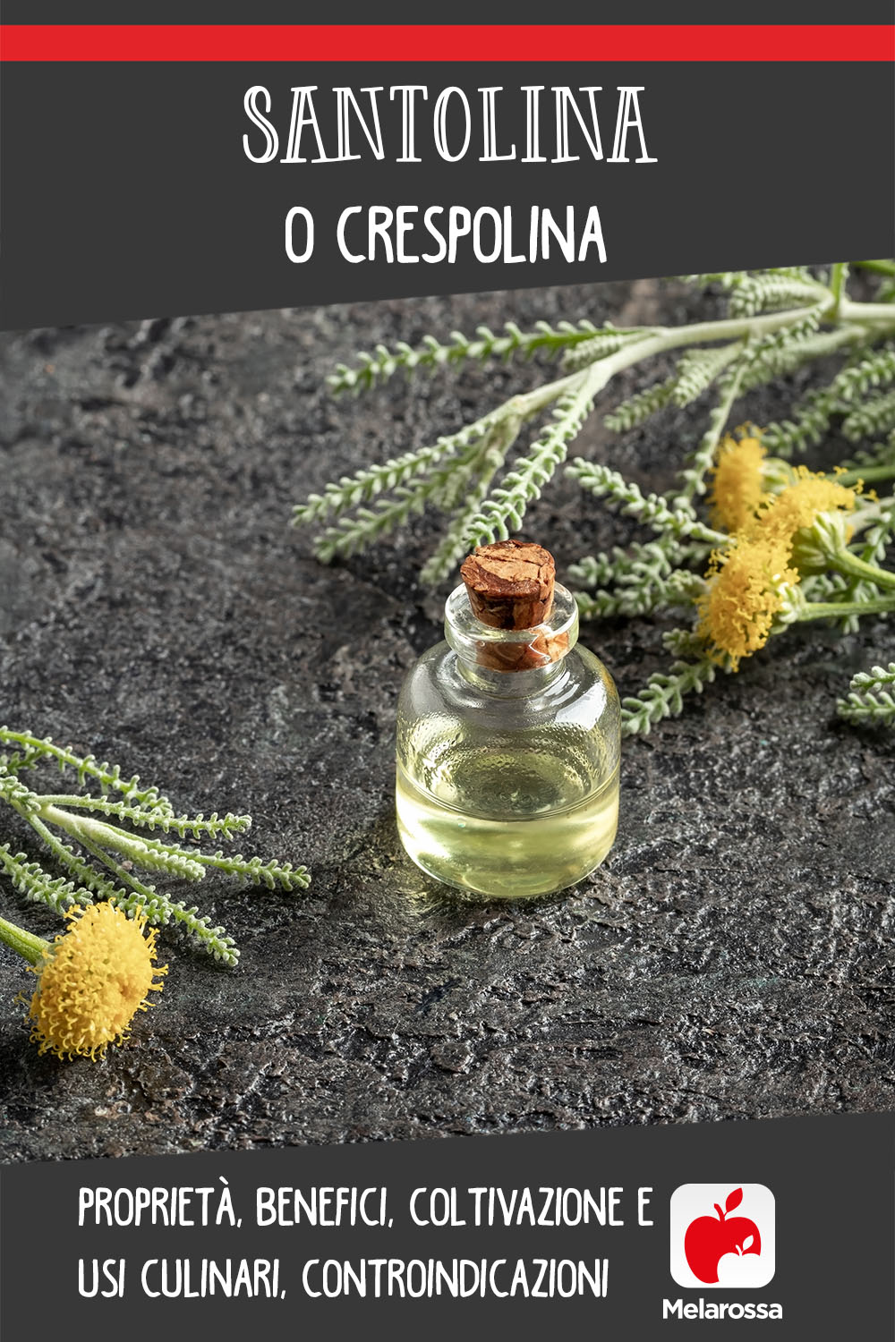 Santolina o crespolina: proprietà, benefici, coltivazione e usi culinari, controindicazioni 7 santolina: cos'è, benefici, usi e coltivazione