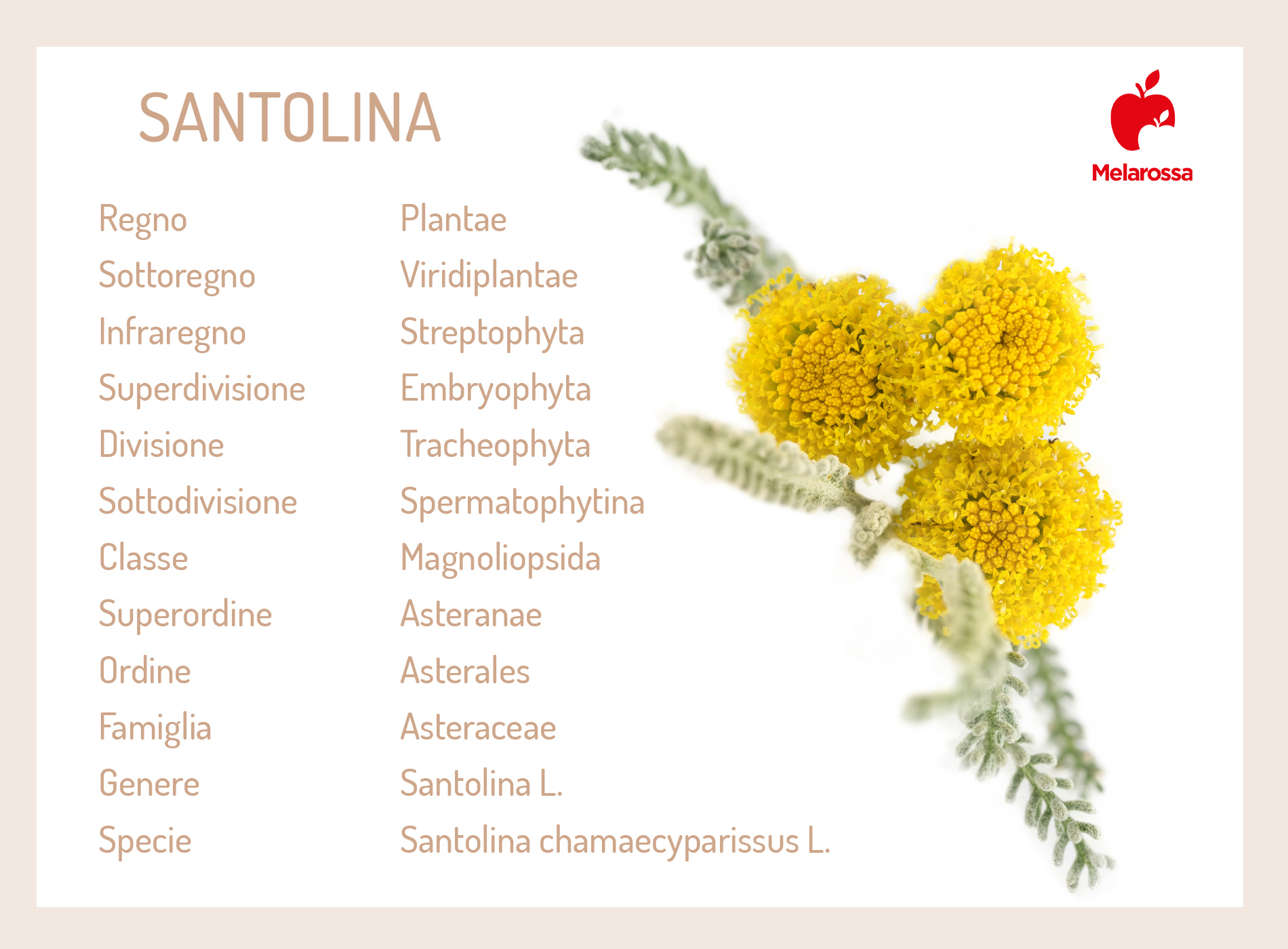 Santolina o crespolina: proprietà, benefici, coltivazione e usi culinari, controindicazioni 1 santolina: coltivazione