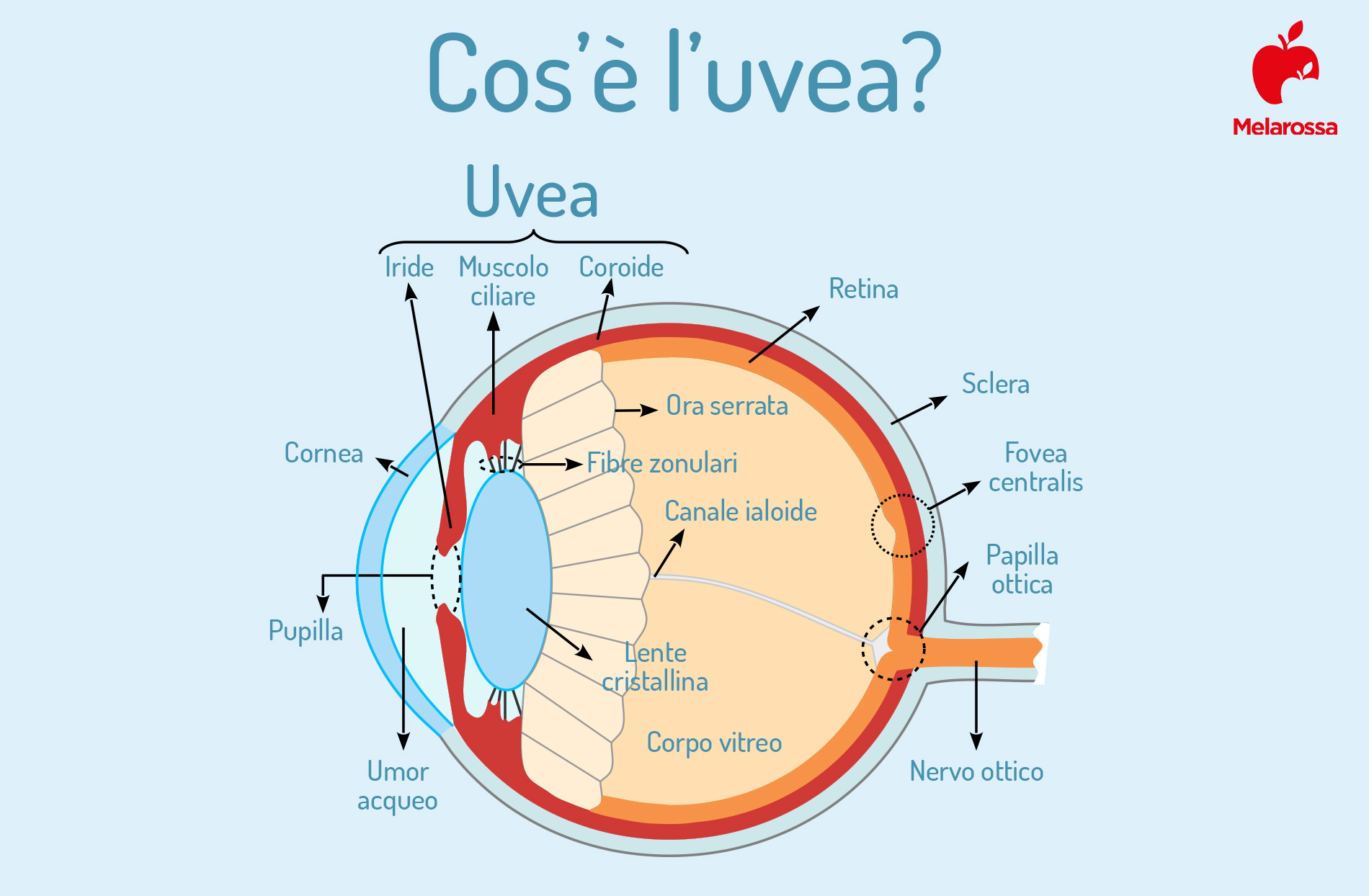 Uveite all’occhio: cos’è, quanti tipi esistono, cause, sintomi, diagnosi e cure 1 che cos'è l'uvea