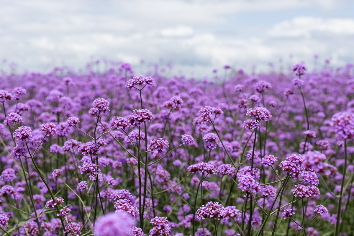 Verbena: cos'è, proprietà, benefici, controindicazioni e modalità d'uso 6 verbena: botanica