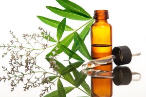 Verbena: cos&rsquo;&egrave;, propriet&agrave;, benefici, controindicazioni e modalit&agrave; d&rsquo;uso