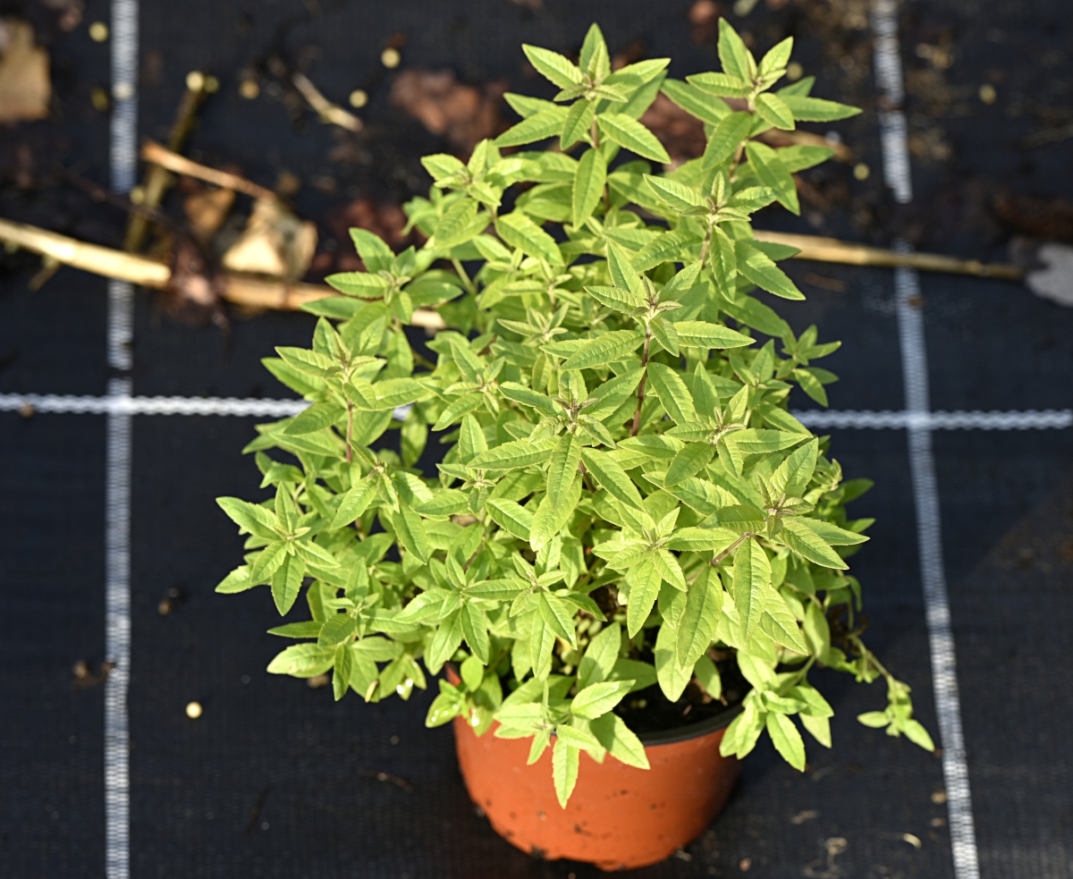 Verbena: cos'è, proprietà, benefici, controindicazioni e modalità d'uso 7 verbena odorosa