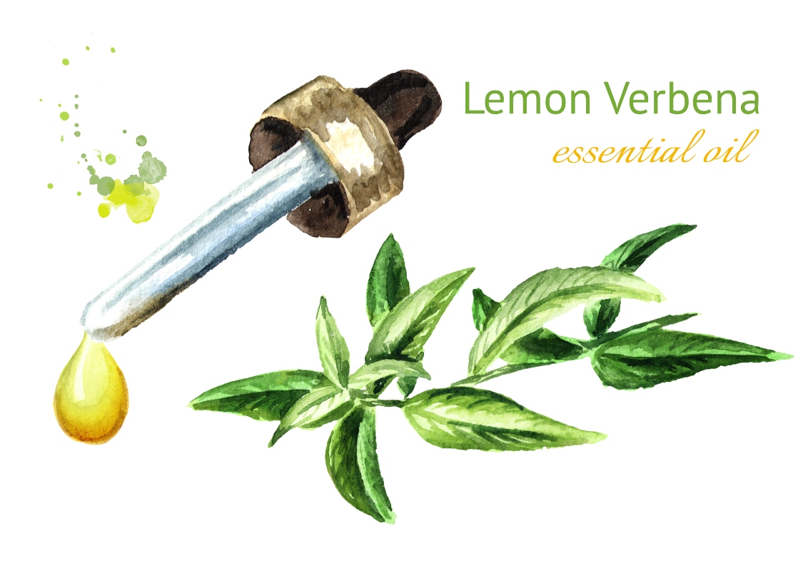Verbena: cos'è, proprietà, benefici, controindicazioni e modalità d'uso 5 verbena: olio essenziale