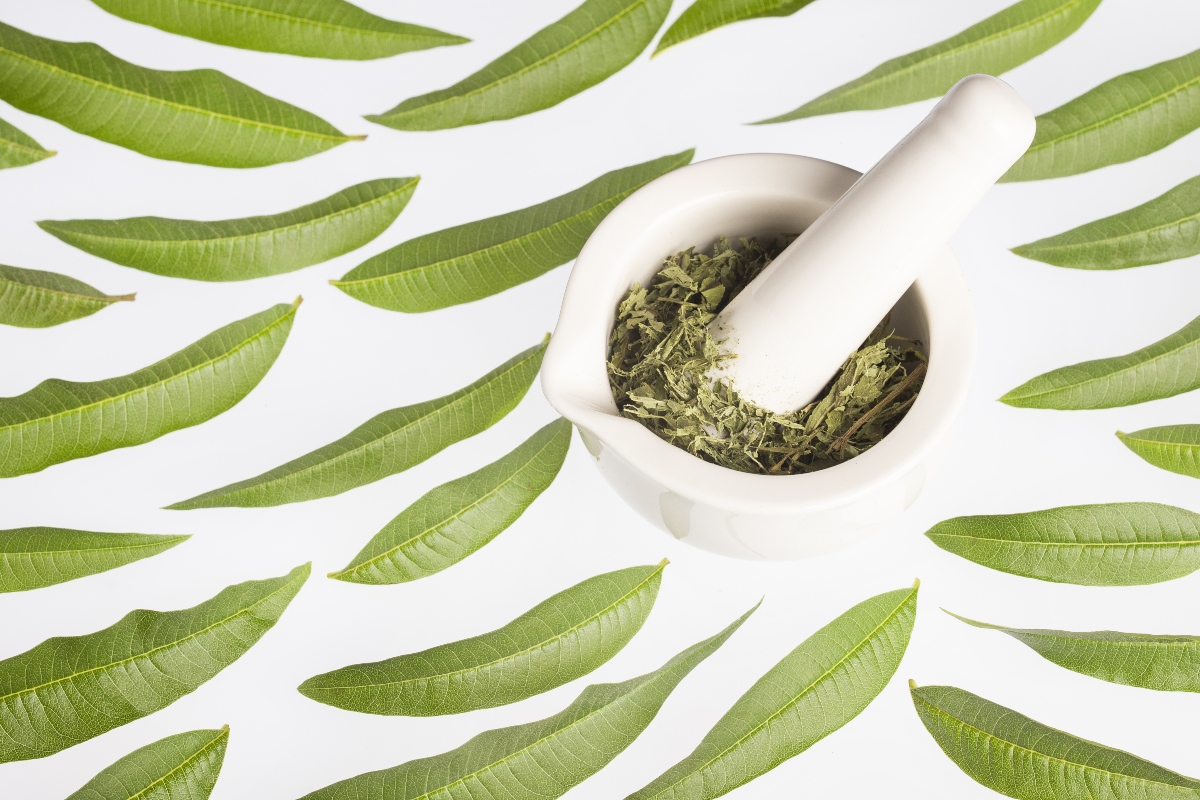 Verbena: cos'è, proprietà, benefici, controindicazioni e modalità d'uso 4 verbena: proprietà terapeutiche