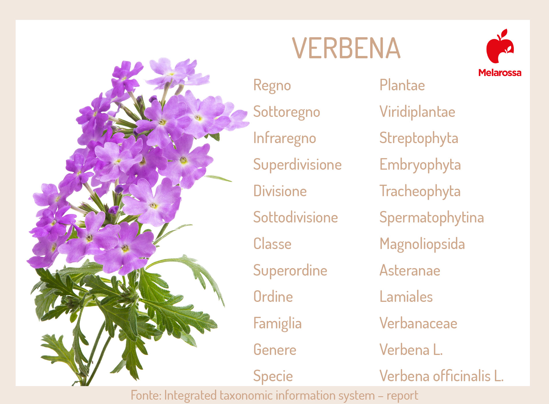 Verbena: cos'è, proprietà, benefici, controindicazioni e modalità d'uso 1 verbena: pianta