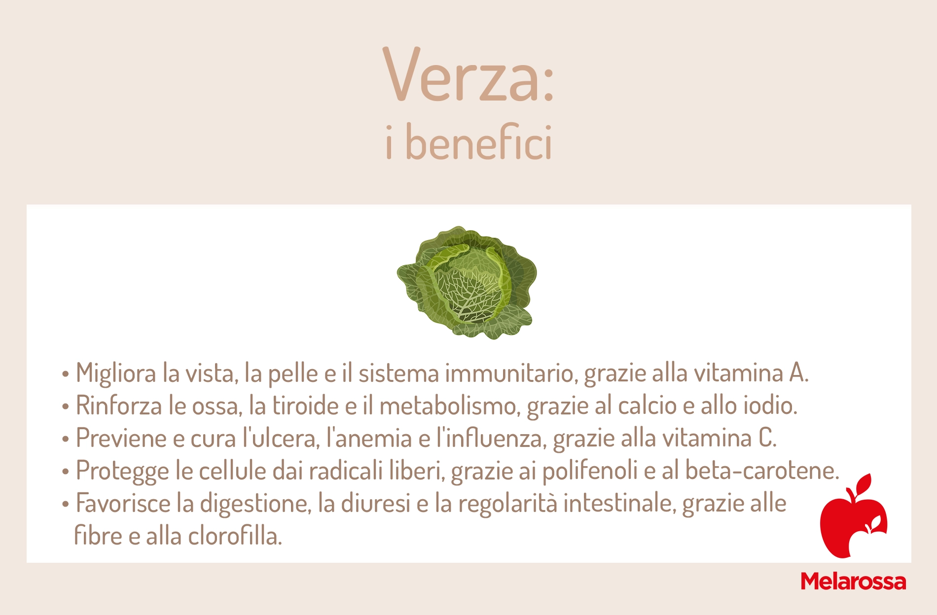 Verza: cos’è, valori nutrizionali, calorie e ricette 2 benefici della verza