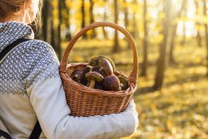 Come raccogliere i funghi  in sicurezza?  Stagionalit&agrave;, specie commestibili e cosa fare in caso di intossicazione