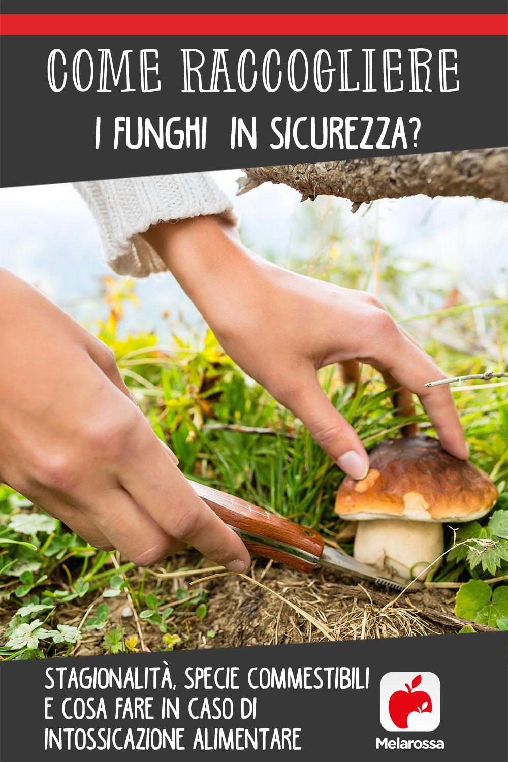 Come raccogliere i funghi in sicurezza? Stagionalità, specie commestibili e cosa fare in caso di intossicazione 4 coem raccogliere i funghi in sicurezza
