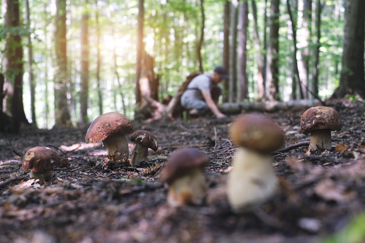 Come raccogliere i funghi in sicurezza? Stagionalità, specie commestibili e cosa fare in caso di intossicazione 2 come raccogliere i funghi: riconoscere gli alberi