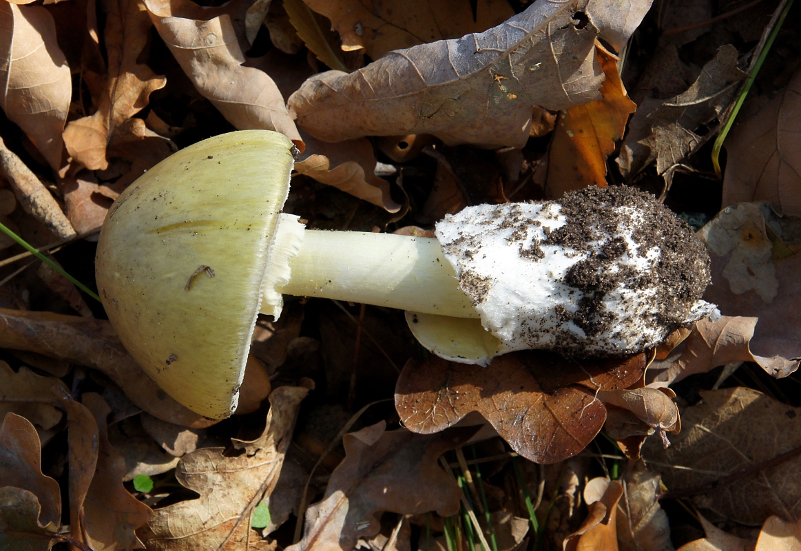 Come raccogliere i funghi in sicurezza? Stagionalità, specie commestibili e cosa fare in caso di intossicazione 3 come riconoscere i funghi: specie non comestibili