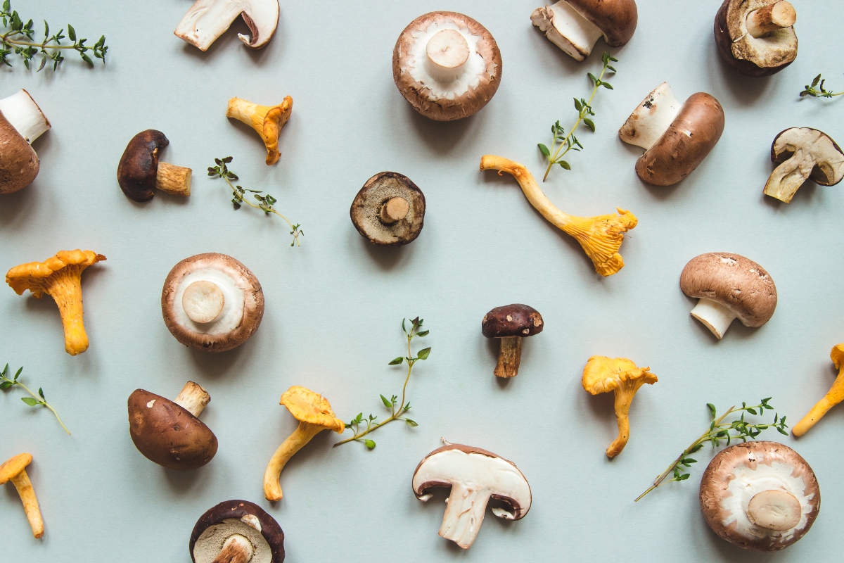 Funghi: cosa sono, varietà, benefici e le migliori ricette per gustarli 1 funghi: le specie più diffuse