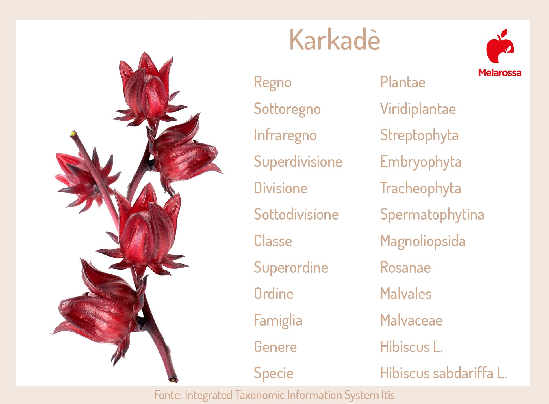 Karkadè: cos' è, proprietà, benefici, valori nutrizionali, controindicazioni 4 karkade: botanica