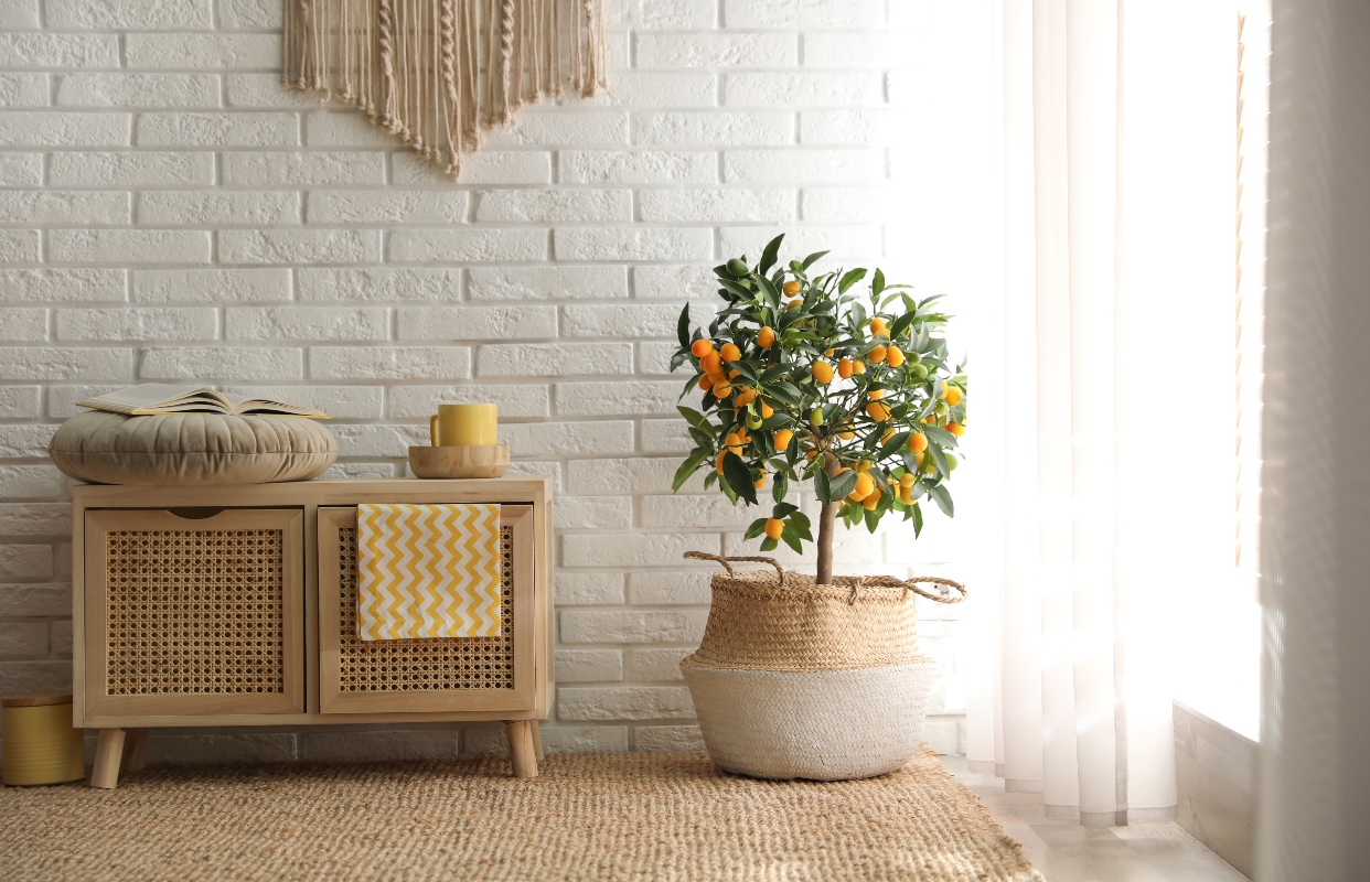 Kumquat o mandarini cinesi: cosa sono, come si mangiano e usi in cucina 1 una pianta di kumquat in casa