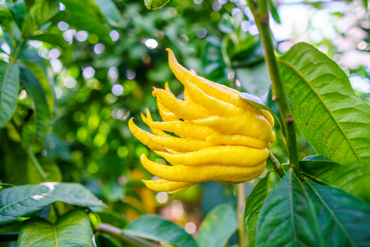 Cedro: cos’è, proprietà, benefici e usi in cucina e in cosmesi di un agrume antico 1 cedro: mano di Buddha