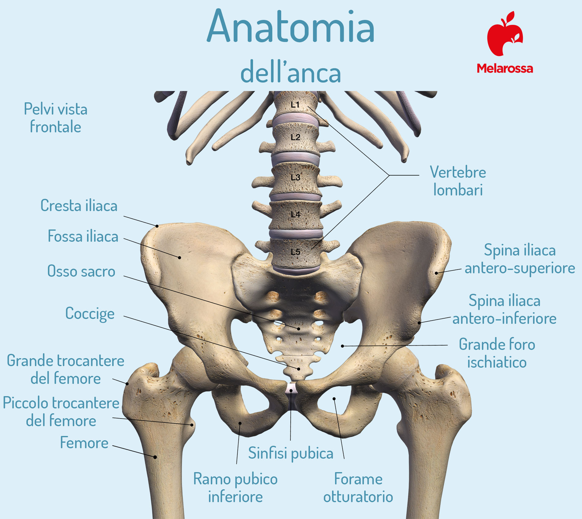 Coxalgia: cos'è, sintomi, cause, trattamento e cure del dolore all'anca 1 coxalgia: anatomia dell'anca