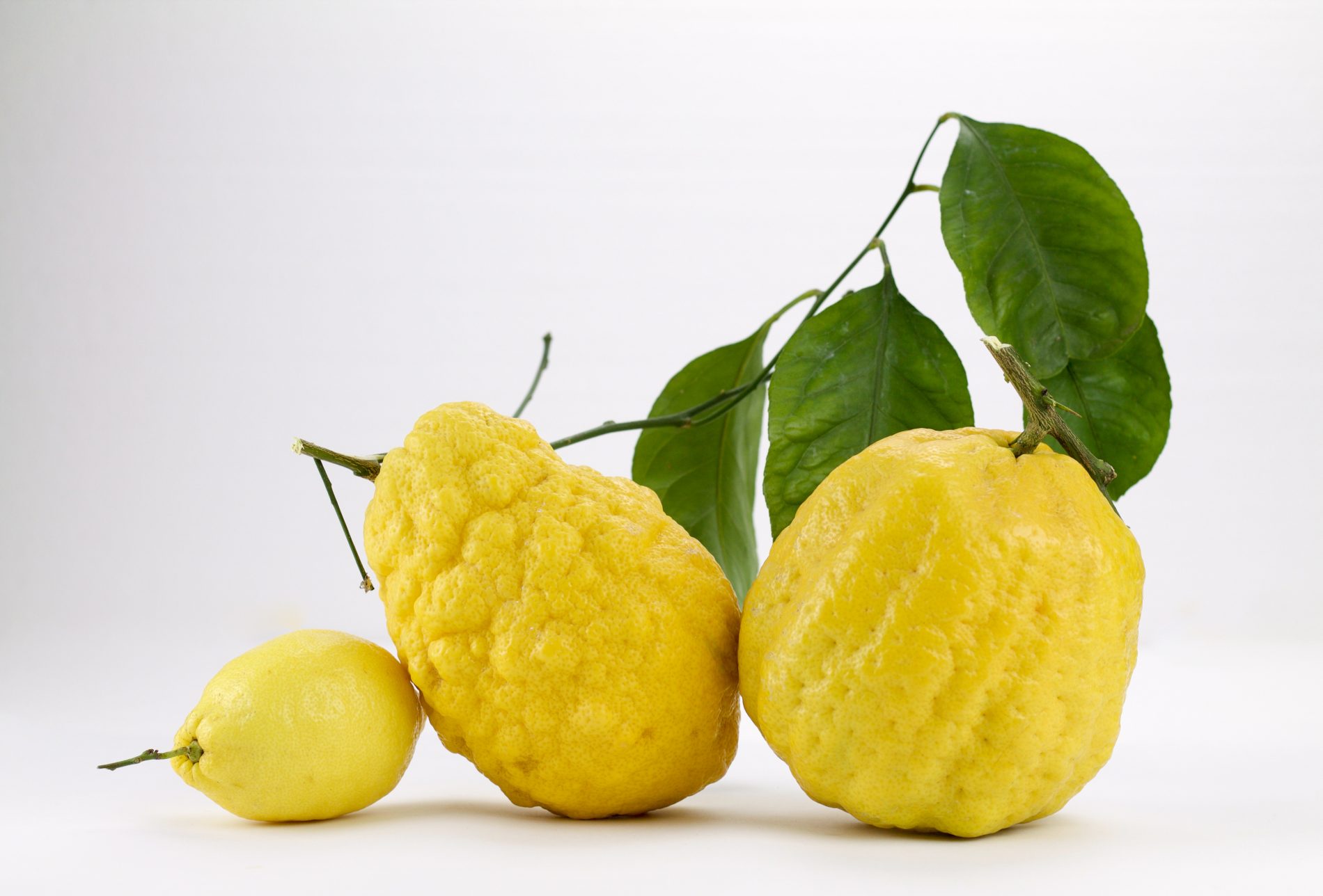 Cedro: cos’è, proprietà, benefici e usi in cucina e in cosmesi di un agrume antico 2 differenze tra cedro e limone