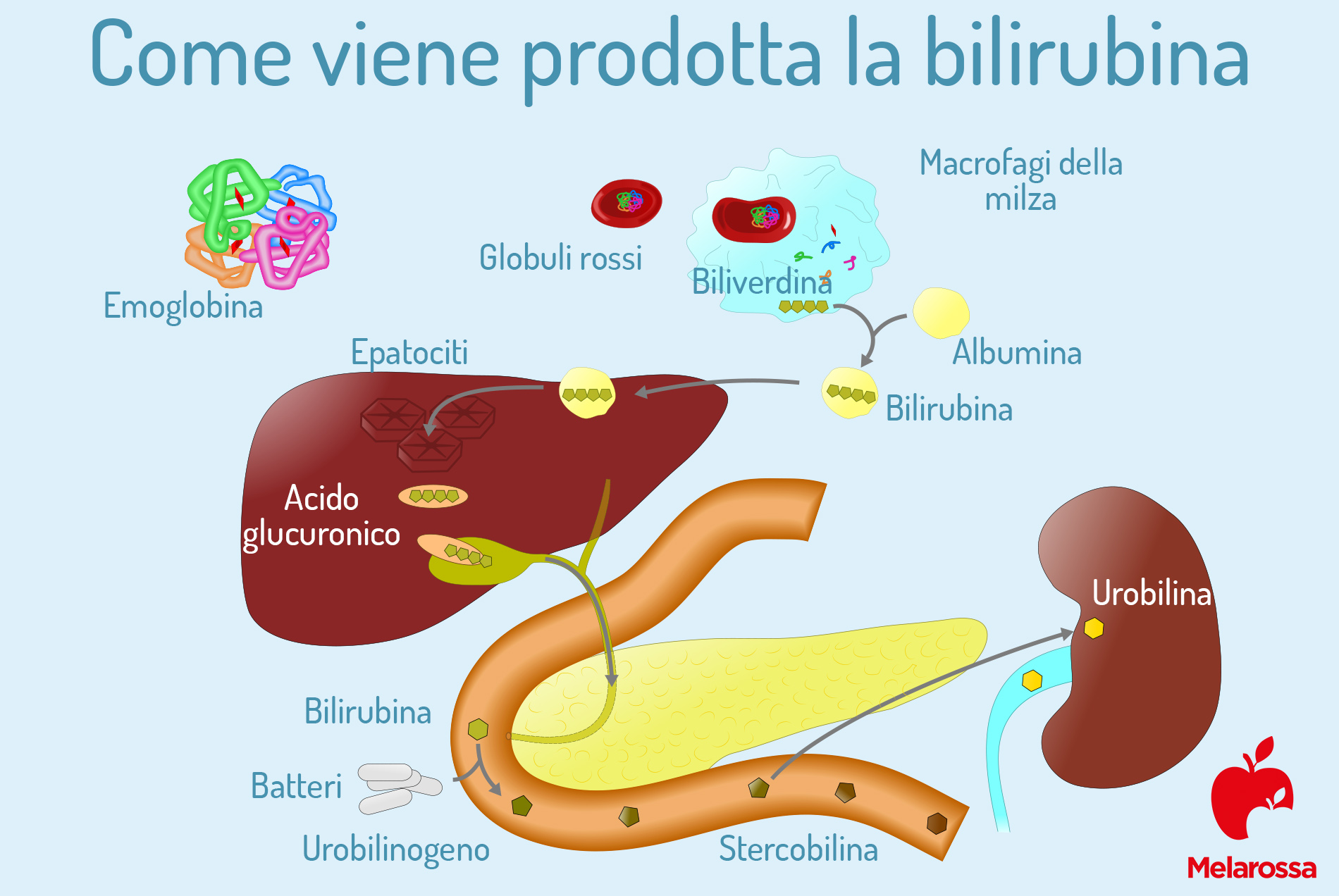 Ittero: cos’è, sintomi, tipologie, cause, diagnosi, cure e prevenzione 2 ittero: come viene prodotto la bilirubina
