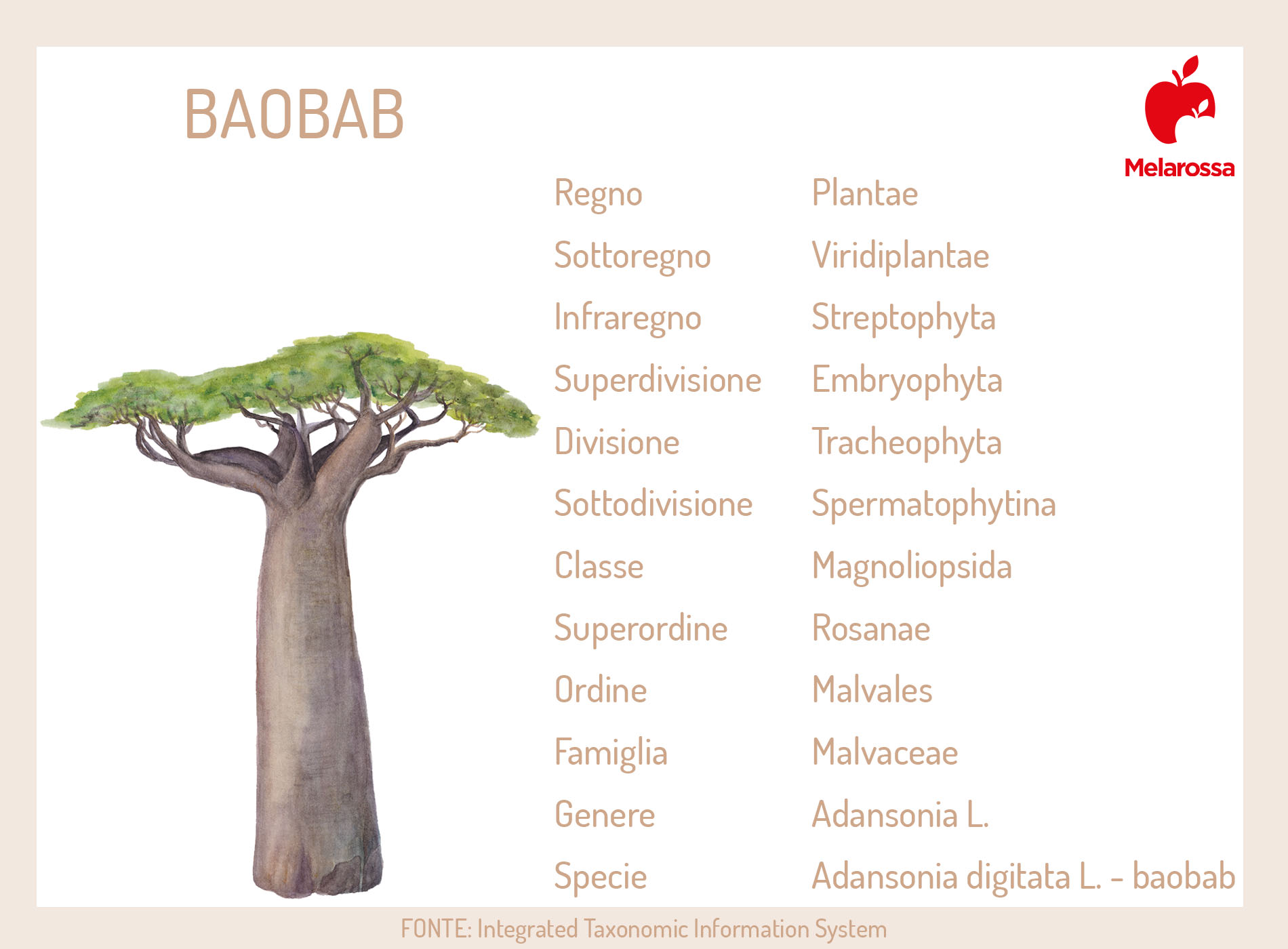 Baobab: superfood africano tra proprietà, benefici, controindicazioni, utilizzi in cucina e in cosmesi 1 Botanica del baobab