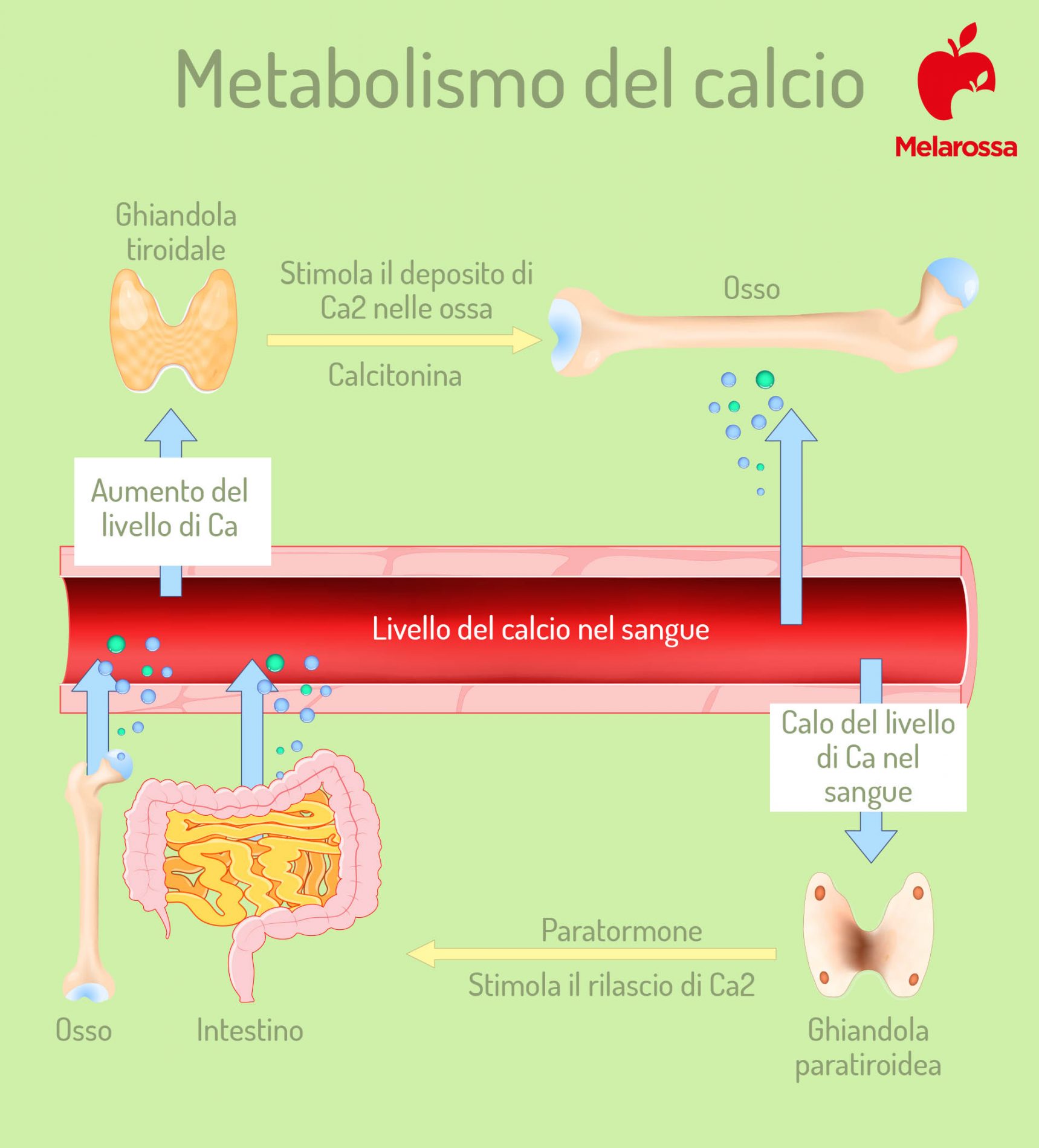 Calcio (minerale): che cos'è, fabbisogno nutrizionale, alimenti ricchi, carenze ed eccessi, integratori 3 il metabolismo del calcio
