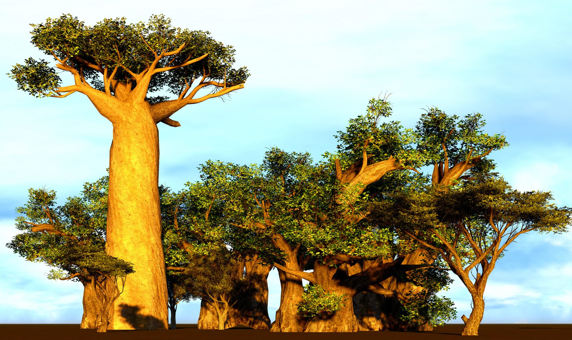 Baobab: superfood africano tra proprietà, benefici, controindicazioni, utilizzi in cucina e in cosmesi 2 albero e frutto del baobab