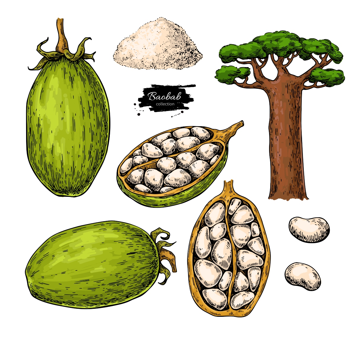 Baobab: superfood africano tra proprietà, benefici, controindicazioni, utilizzi in cucina e in cosmesi 6 olio e polvere di baobab