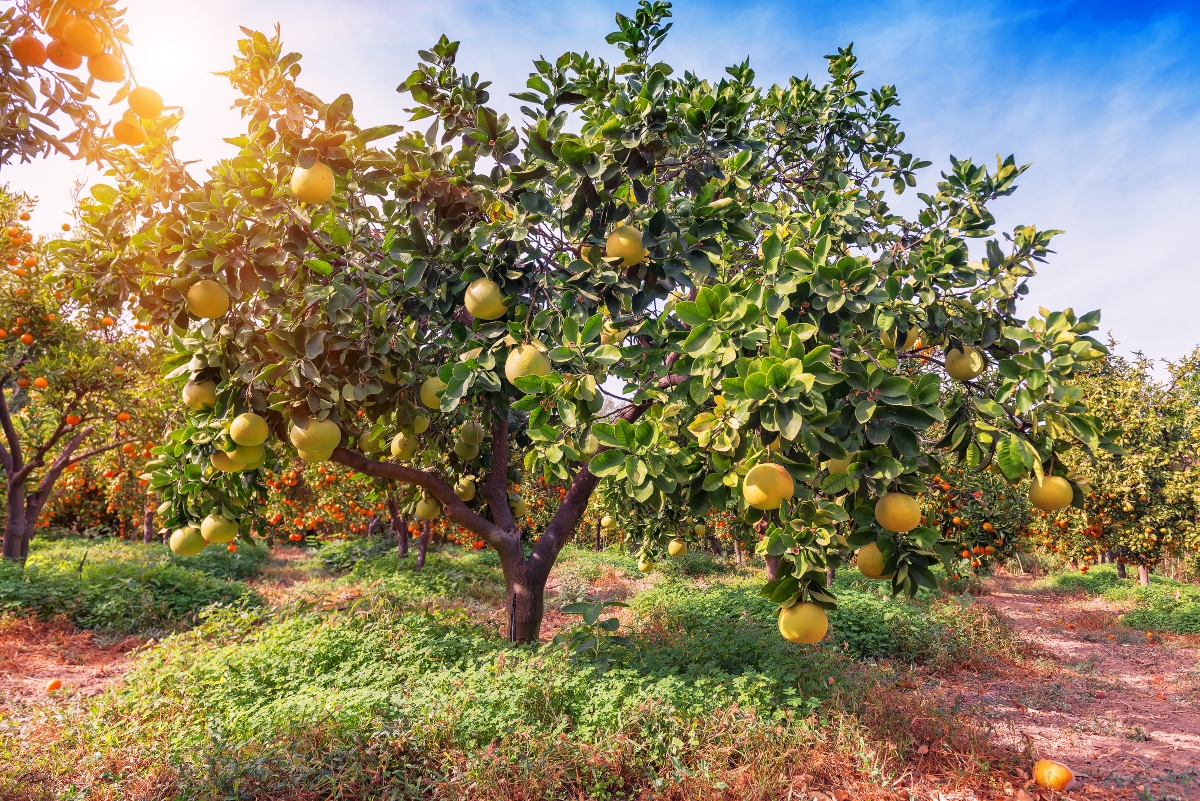 Pomelo: l'agrume più grande del mondo tra proprietà, benefici, usi in cucina e ricette 6 la pianta del pomelo