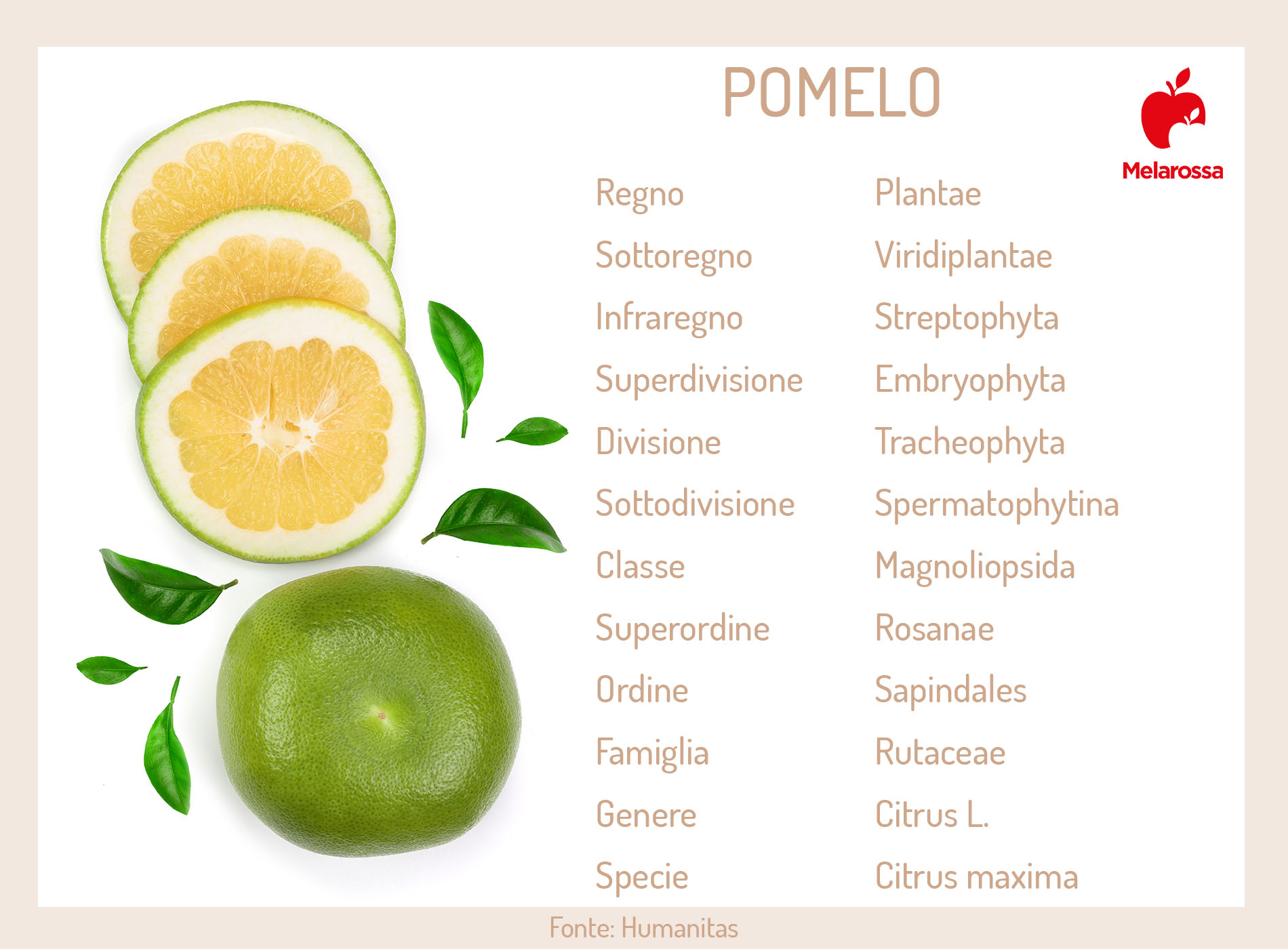 Pomelo: l'agrume più grande del mondo tra proprietà, benefici, usi in cucina e ricette 2 pomelo: cos'è