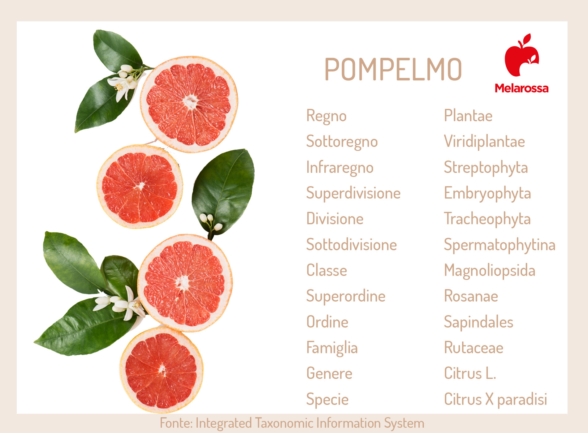 Semi di pompelmo: cosa sono, benefici per la salute, modalità d'uso e controindicazioni 1 semi di pompelmo