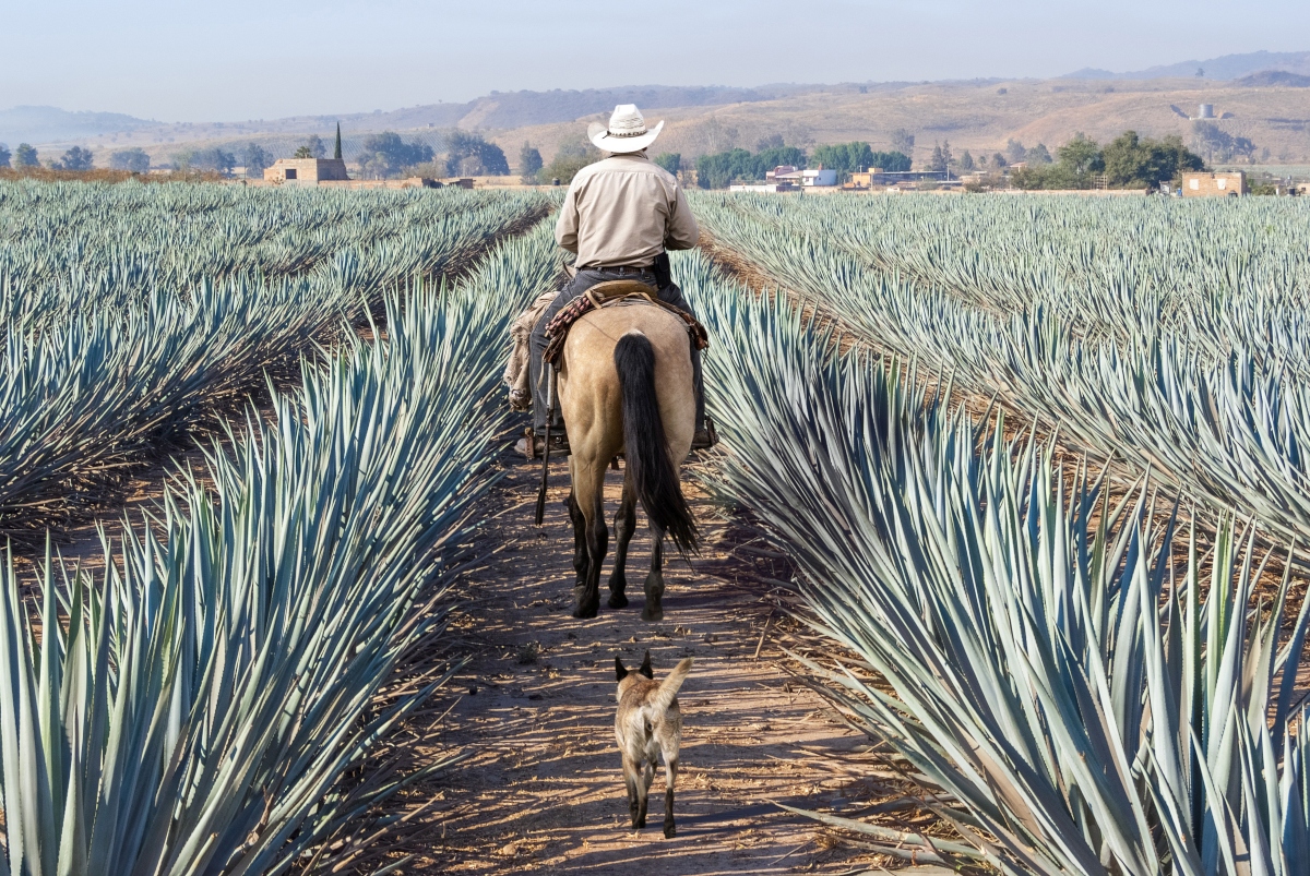 Ananas: proprietà e calorie, come pulirlo e le migliori ricette 12 storia dell'ananas