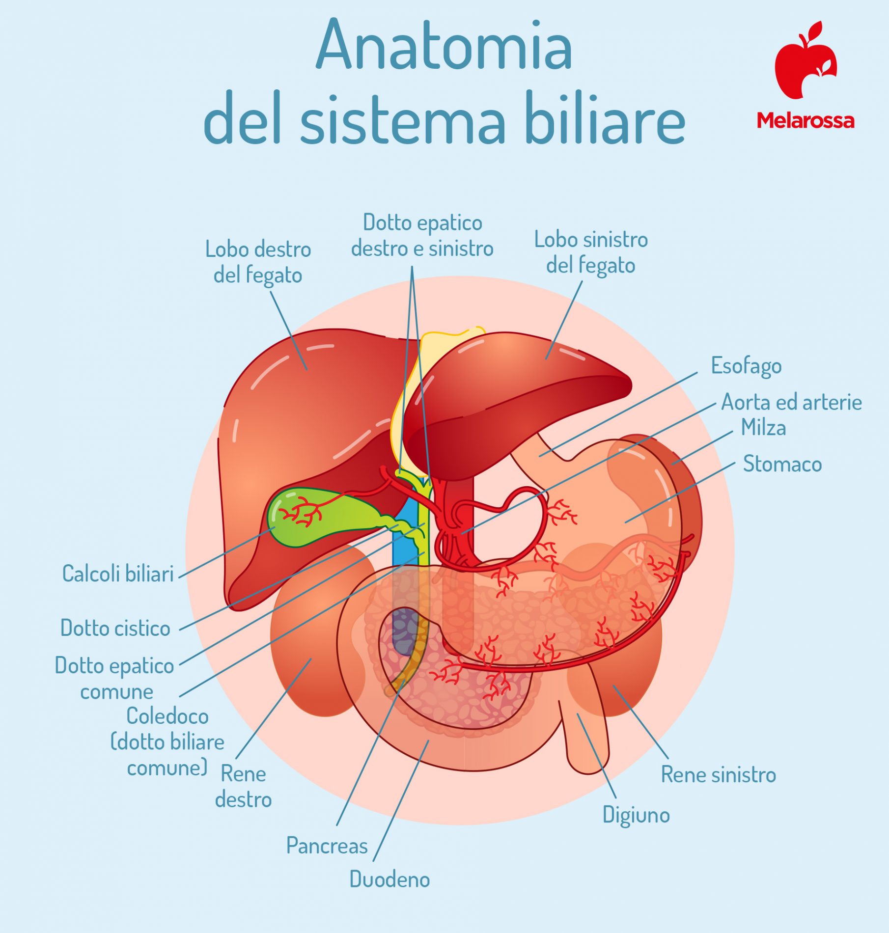 Calcoli biliari: cosa sono, classificazione, sintomi, cause, diagnosi e cura 1 calcoli biliari: anatomia della bile