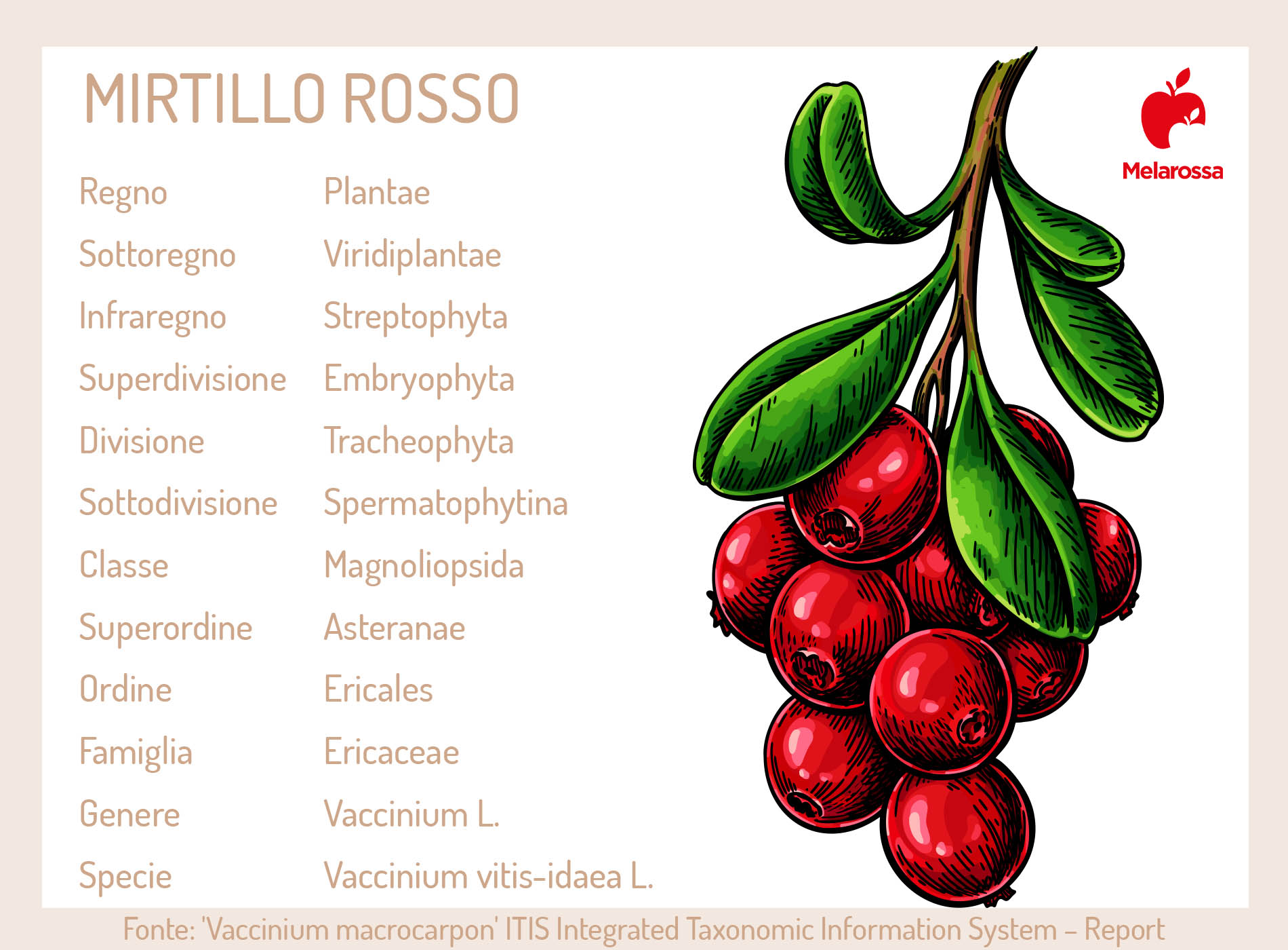 Mirtillo rosso o cranberry: il superfood tra proprietà, benefici, ricette e i migliori integratori 7 mirtillo rosso: botanica