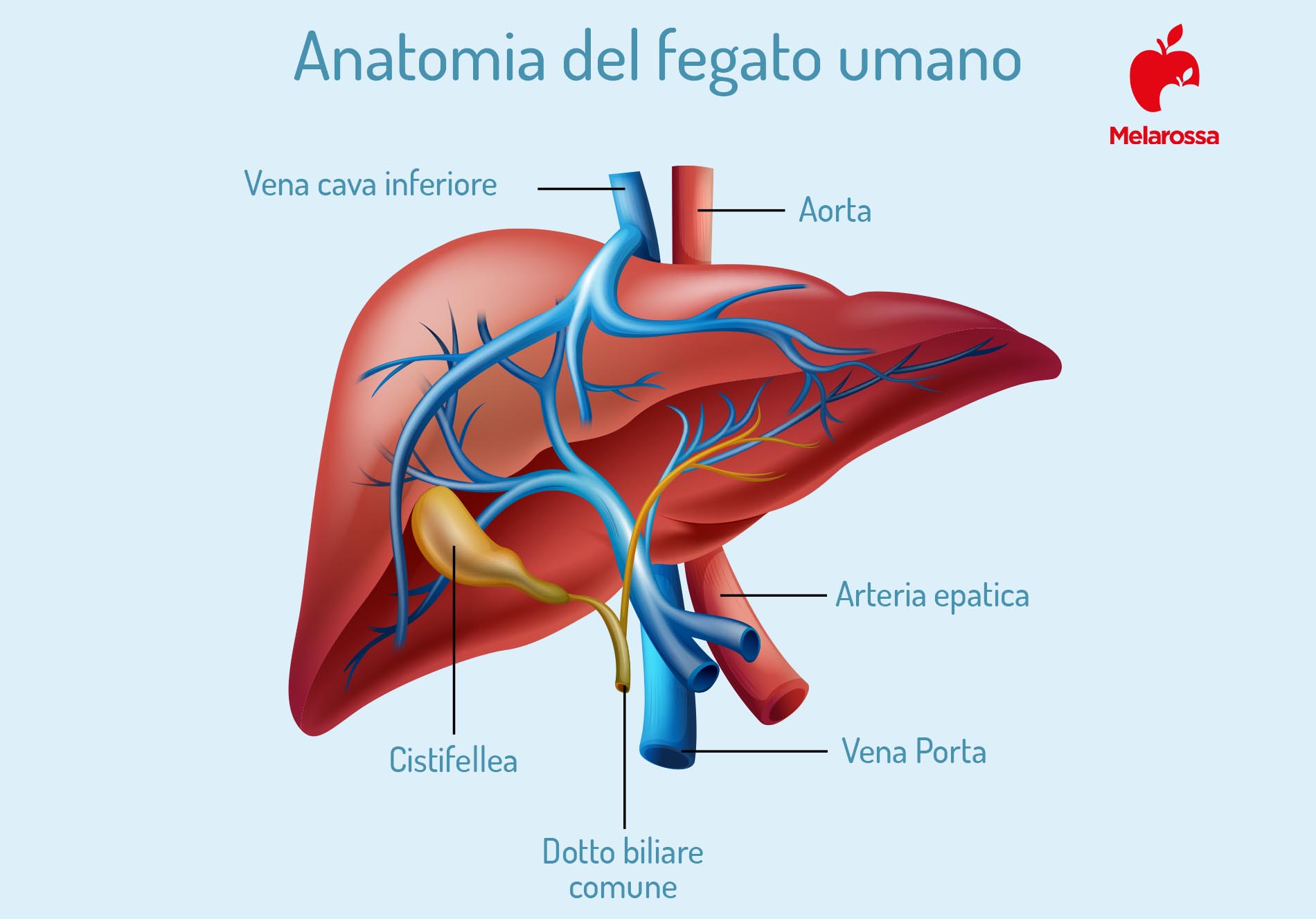 Fegato: dove si trova, quando preoccuparsi e sintomi se non funziona bene 1 Grafica sull'anatomia del fegato