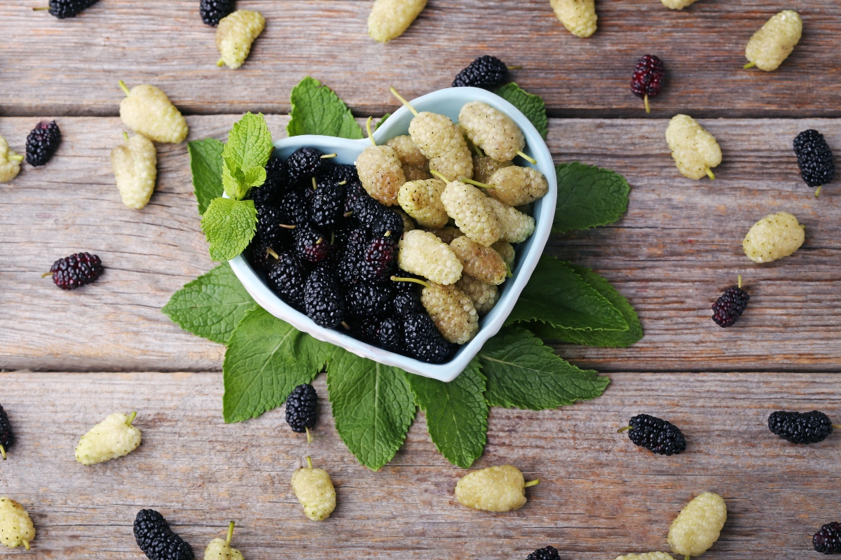 Gelso: proprietà, benefici e usi dei frutti del gelso rosso e nero 1 Gelso bianco, nero e rosso: scopri le differenze