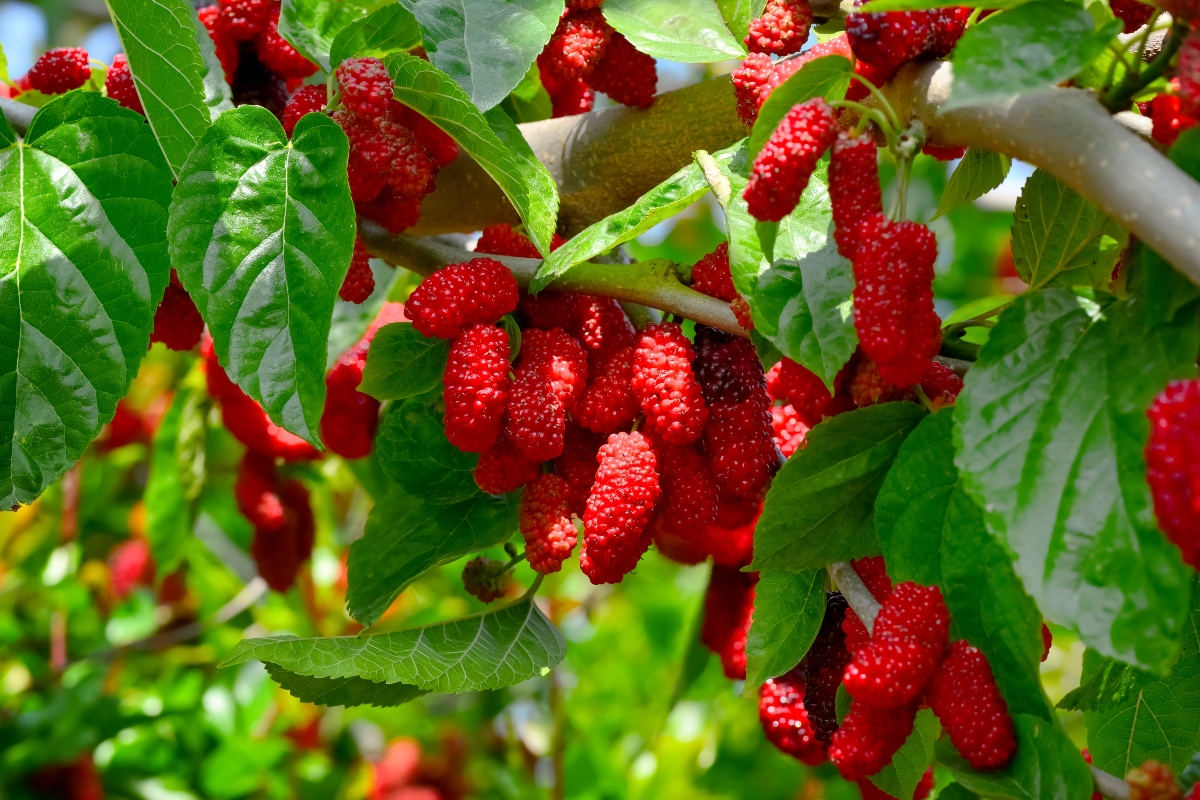 Gelso: proprietà, benefici e usi dei frutti del gelso rosso e nero 5 coltivazione del gelso