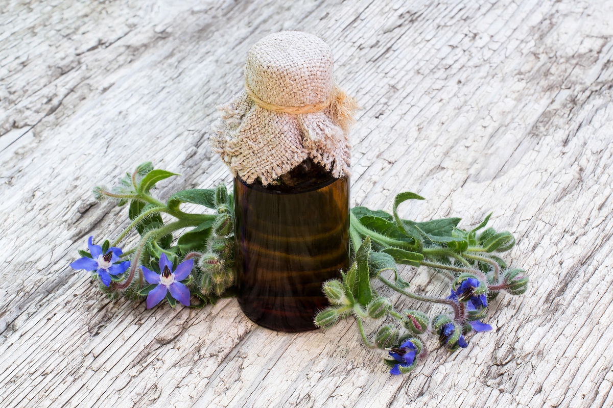 Olio di borragine: proprietà e benefici, per cosa si usa, controindicazioni 2 olio di borragine: a cosa serve
