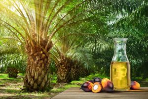 Olio di palma: cos&rsquo;&egrave;, cosa contiene, perch&eacute; si usa e lista degli alimenti con e senza