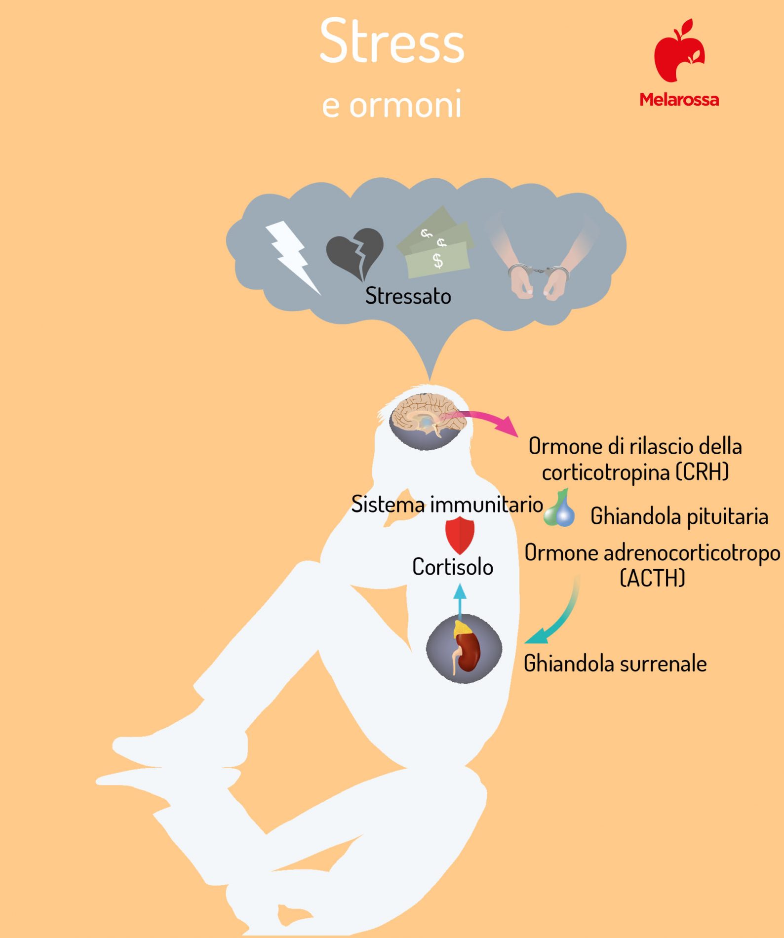 Stress: cos’è, sintomi, cause, conseguenze ed effetti sulla salute, diagnosi, cure, esercizi per imparare a gestirlo 5 stress e ormoni