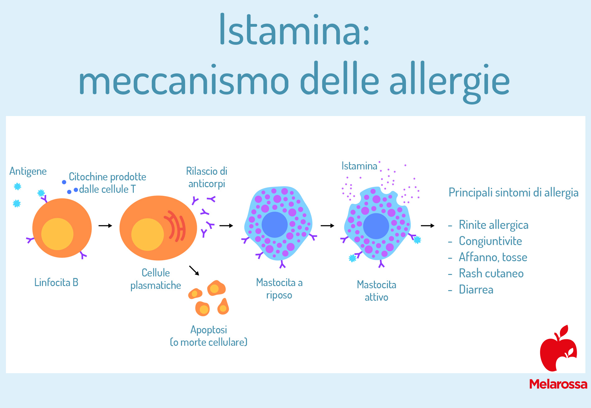 Istamina: cos’è, allergie, alimenti ed esempio di dieta senza istamina 1 istamina: meccanismo allergie